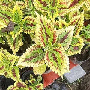 ฤาษีผสม เหลืองด่างเเดง กระถาง 4นิ้ว ฤษีผสม ต้นฤาษีผสม