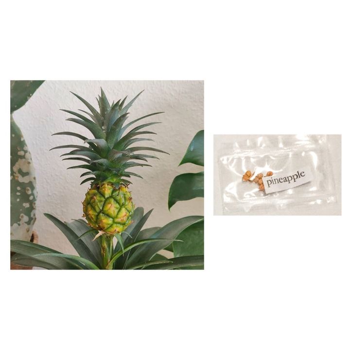 pineapple fruit plant seeds | Lazada PH