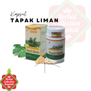TAZAKKA Ekstrak Herbal Daun Tapak Liman Anti Kanker & Pencampuran Minyak Tungau untuk Kesehatan Liver - 60 Kapsul