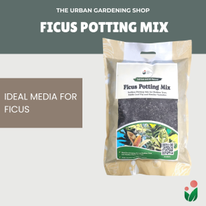 8-liter PREMIUM FICUS POTTING MIX - Best for Fiddle Leaf Fig Rubber Plants and Similar Varieties