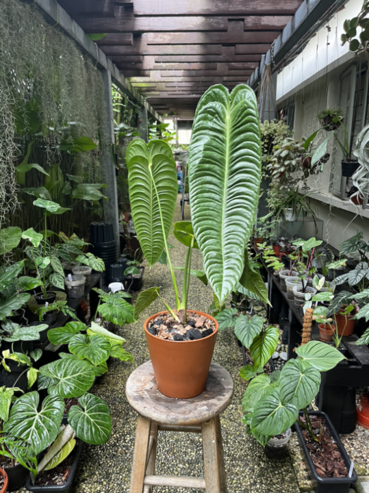 Anthurium Veitchii Narrow XL | Lazada Singapore