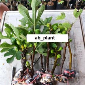 Bibit Buah Tin Super Jumbo Hasil Cangkok Shrubs And Tree Seeds untuk Gardening