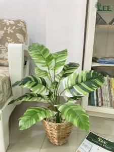 (ต้นไม้มงคล) ต้นกล้วยด่าง (ฟลอริด้า) สูง 55 ซม. ( ต้นไม้ปลอม ต้นไม้ประดิษฐ์ Leeartplants )