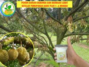 Pupuk AGRO PLUS Pupuk agro TERBAIK BOOSTER BUNGA BUAH KELENGKENG MANGGA DURIAN JERUK JAMBU ALPUKAT PEPAYA APEL ANGGUR /pupuk kilat/pupuk buah/pupuk agro bibit/pupuk psb zk za dgw zpt agrodyke cpn cng/pupuk durian/pupuk kelengkeng