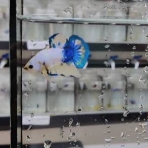 *RANDOM PICK*  Yellow Fancy Marble Betta fish/ ikan laga  S / S+/ M Junior
