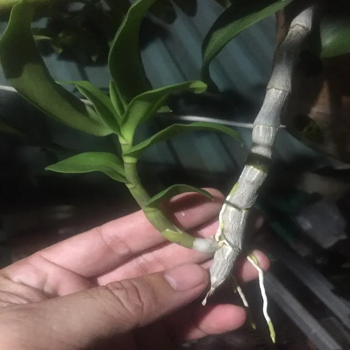 Phi%20%C4%91i%E1%BB%87p%205CT%20Th%E1%BB%B1c%20H%C3%A0,%20hoa%20c%E1%BB%B1c%20%C4%91%E1%BA%B9p,%20tr%E1%BA%AFng%20tinh%20khi%E1%BA%BFt,%20t%C3%A1ch%20ki%20th%C3%A2n%20m%E1%BA%B9%20gi%C3%A1%20r%E1%BA%BB%20-%20Image%205