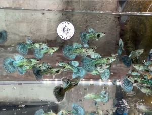 Blue Flower Dumbo Guppy Fish(Male Only)/ Livefish/ Freshwater/ 蓝花大耳孔雀鱼