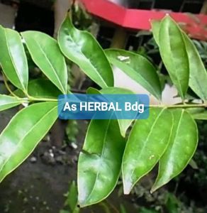 Daun mahkotadewa segar 100 lembar mahkota dewa-az