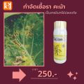 คะน้า ใบไหม้ ใบจุด ราน้ำค้าง กำจัดโรคคะน้า จากเชื้อราต่างๆ ปลอดสารพิษ ไอเอส และ FK-T(ใช้ได้ทุกพืช)โดย FK. 