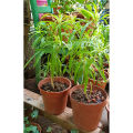 REAL LIVE INDOOR PLANT ZODIA MOSQUITOES REPELLENT WITH POLYBAG POKOK HALAU NYAMUK. 