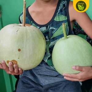 upo jumbo variety 5 kg bunga 3 seeds binhi pantanim