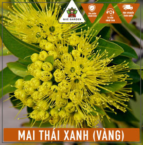 Cây Mai Thái Xanh (Hoa Vàng) - Tổng thể tầm 30-40 cm - Chịu nắng - Sắp ra hoa hoặc nụ hoa!