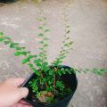 Cây Sơn Liễu - cây cảnh sân vườn. 