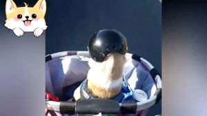 Pet Safety Suit Outdoor Bike Pet Cap Dog Motorcycle Helmet Pet Hard Hat Pet Decor Accessories