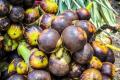 Fresh Sea Coconut | Kelapa Laut Segar (Box of 2). 