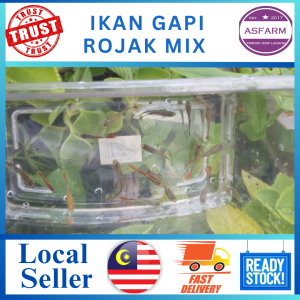 Guppy Rojak (10 ekor) + 2 ekor percuma