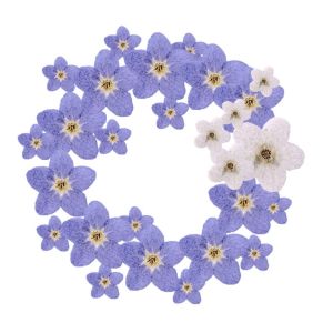 J2UQR3 DIY Candle Making Jewelry Natural Artificial flowerss Dont Forget Me Pressed Flower Forget-Me-Not
