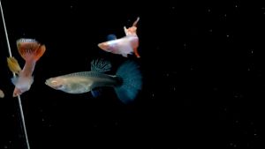 Guppy Albino Dumbo Platinum Red Mosaic (Vietnam line) Dumbo Guppy For Sale Buy Guppy Albino Duck Doberman Puppy For Sale - Lazada