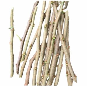 12 PCS MULBERRY CUTTINGS "ILLINOIS EVERBEARING" For Planting