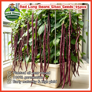 Fast Growing 25pcs Red Long Beans Sitao Seeds for Sale High Yield Long String Beans Seeds for Planting Vegetables Organic Sitaw Beans Vegetables Seeds for Gardening F1 Hybrid Legumes Seeds Balcony Bonsai Pole Beans Plant Seed Sitao Seedlings Cowpea Seeds