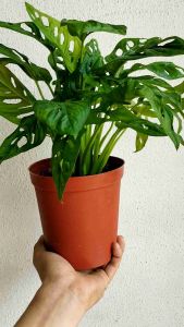 SOV real live plant pokok hidup monstera obliqua indoor plant rare plant