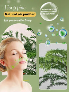 Nanyang cedar potted plants four seasons evergreen