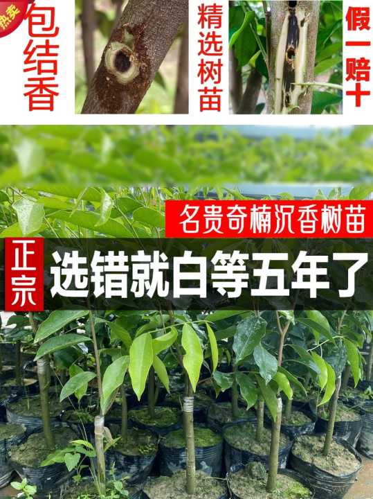 正宗名贵嫁接奇楠沉香树苗正品一代母树绿植包结香原土带杯 (白奇,黑奇,虎斑奇,绿奇,树心奇) King of Gaharu Kynam ...