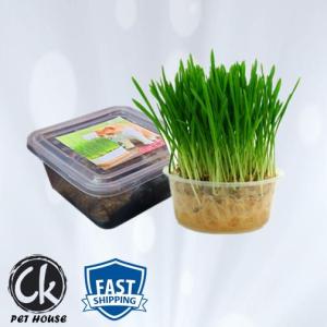 Cat Cat Pet Grass Wheat Grass Set Self Grow Kit / Rumput Kucing Hairball Control