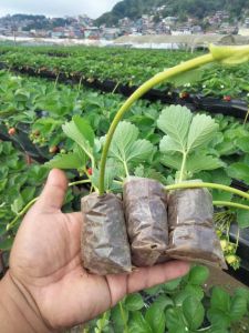 Strawberry Runners Live Plant in Pot (Sweet Charlie Variety)