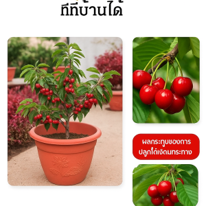 ดอกเชอร์รี่ปลูกในกระถางทั้งภาคเหนือและภาคตะวันออกเฉียงเหนือ ปลูกต้นกล้าไม้ผล