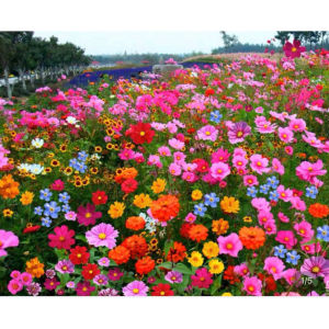 (Gói 100 Gram )Hoa Tổng  Hợp  (10 loại  hoa )-Dễ Trồng Hoa Nở Đẹp-Tổng kho hạt giống giá rẻ