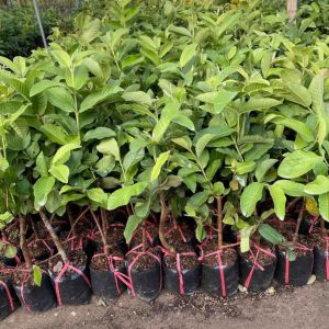 Giống cây Ổi Đài Loan siêu quả chất lượng cao cho trái bốn mùa