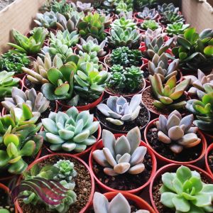 [Succulent] Mini Succulent 多肉植物 (1 set - Random 4 pot)
