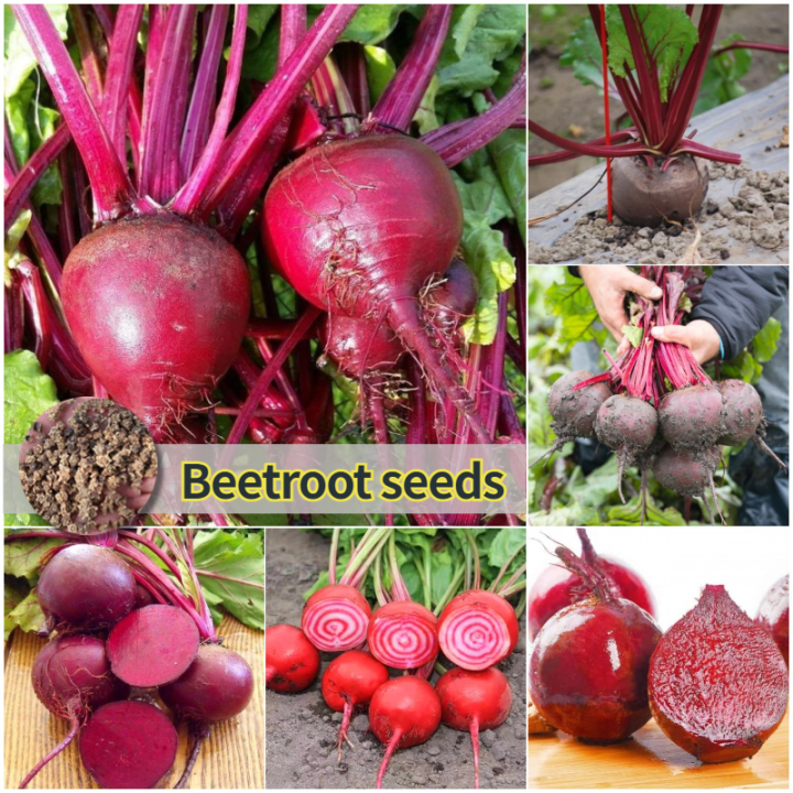 [Easy to grow in the Philippines] 100pcs Fresh Beetroot Seeds buto ng gulay Sugar Beets Seeds Heirloom Dark Red Beet Seeds High Yield Organic Vegetable Seeds for Planting Vegetables Seeds for Gardening Bonsai Seeds Potted Live Plants for Sale rijk zwaan