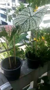 🥀 ไม้ค้ำบอนมีของแถมทุกออเดอร์ช่วงเปิดร้านใหม่ - ของทุกชุด 12 อัน | ความยาว 12 นิ้ว | รับประกันความแข็งแรง รูปสวย | ราคาถูก