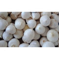 Biji Benih Bawang Putih Tunggal LANANG White ONION Seed - 10 Seed. 