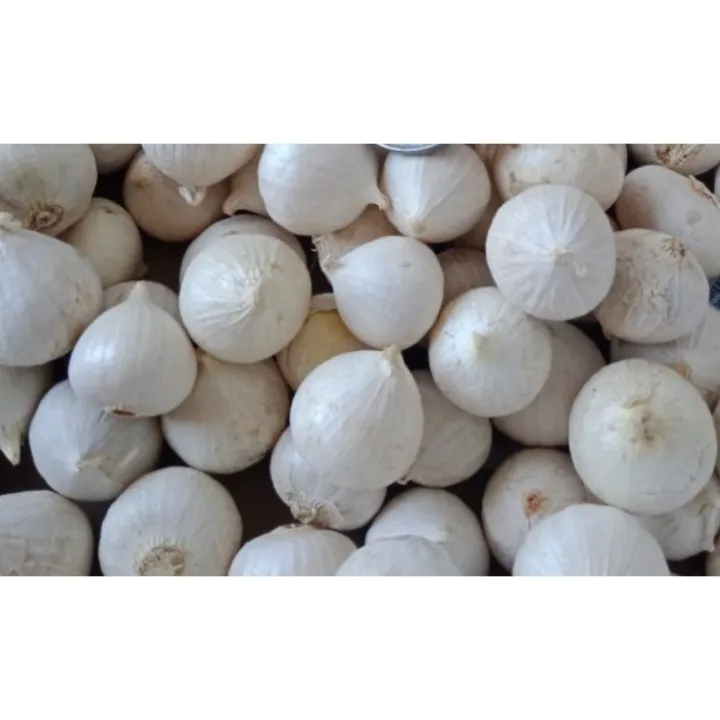 Biji%20Benih%20Bawang%20Putih%20Tunggal%20LANANG%20White%20ONION%20Seed%20-%2010%20Seed%20-%20Image%203