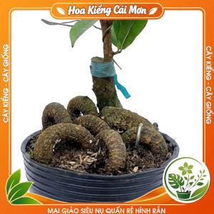 Mai Giảo Siêu Nụ Quấn Rễ Hình Rắn - Dáng Đẹp Lạ Hoa Nhiều Cánh Bông Đẹp Nhiều Hoa