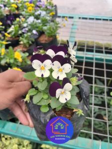 COD Bibit Tanaman bunga pansy hidup Berbunga warna warni cantik lucu