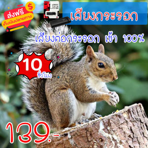 เสียงกระรอก แฟลชไดร์ฟเสียงกระรอก สำหรับต่อกระรอก ความยาว 10 ชม.เสียงดัง เสียงใสกังวาน ได้ผล100%