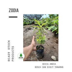 Tanaman zodia / Tanaman pengusir nyamuk