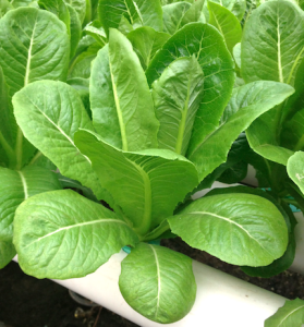 เมล็ดผักสลัด แบบเคลือบ ออแกนิกส์  นำเข้า เนเธอร์แลนด์ non-GMO 12 ชนิด 50 เมล็ด/ซอง