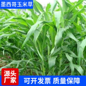Wholesale Imported Mexican Corngrass Seeds High Sudan Grass Sudan Grass for Pig Sheep Cow Fish Rabbit Breeding Pasture Seeds