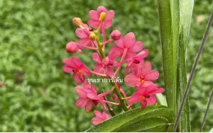 เข็มแดง กล้วยไม้เอื้อง เข็มแดง 💥 กล้วยไม้ ฤดูออกดอกช่วงมีกรุฎาคม-เมษายน/ขุนเขาการ์เด้น