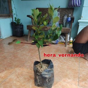 Bibit Jeruk Lemon California Cangkok Siap Berbuah