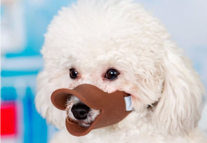 Pet dog anti-bite duckbill-shaped dog mouth cover silicone anti-bite pet muzzle pet supplies