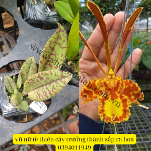 vũ nữ tề thiên 3 râu lá vân đẹp cứng khỏe cây trưởng thành sắp hoa