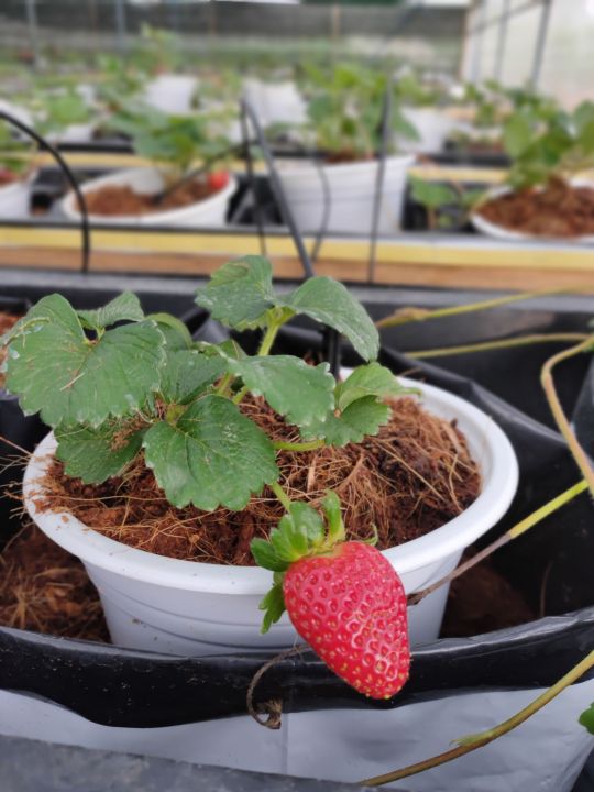 6%20C%C3%A2y%20Gi%E1%BB%91ng%20D%C3%A2u%20T%C3%A2y%20M%E1%BB%B9%20Albion%20Ch%E1%BA%A5t%20L%C6%B0%E1%BB%A3ng%20-%20Image%209