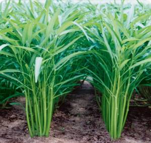 100seeds chinese kangkong UPLAND seed