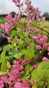 พวงชมพู กระถางใหญ่ 15 นิ้ว ต้นสูง 1.50 เมตร ต้นสวยแข็งแรงและรากเต็มกระถาง (กทม)